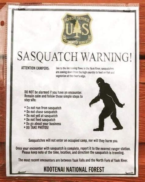 Pin By Carl Olson On Sasquatch Sasquatch Bigfoot Pictures Bigfoot