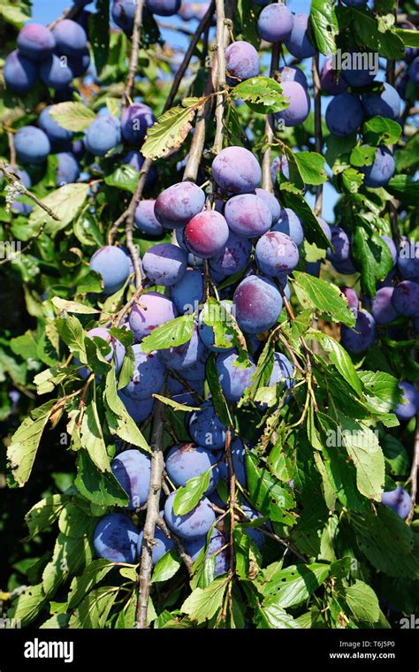 Prunus Domestica Subsp Banque De Photographies Et Dimages Haute