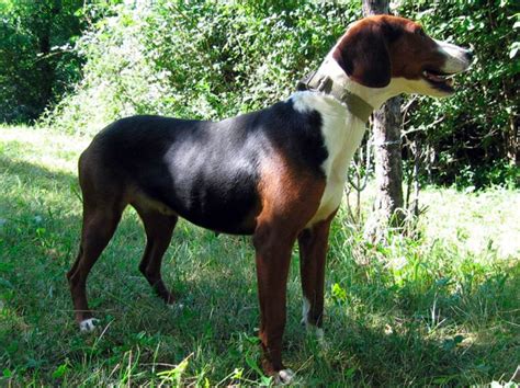 Segugio Serbo Carattere E Informazioni Sul Segugio Dei Balcani