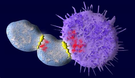 Cell therapy: New way to tame killer T cells | Regenerative Medicine Foundation