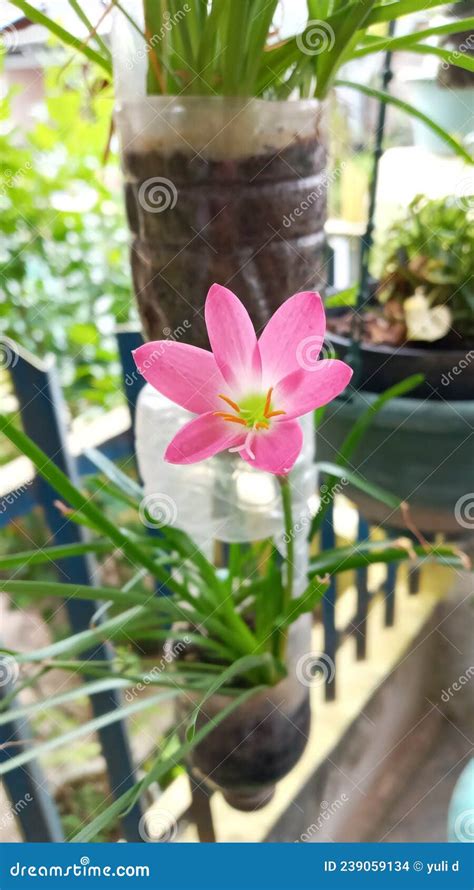 A Hanging Plant Of Pink Flowers Inside The House Stock Photo Image Of