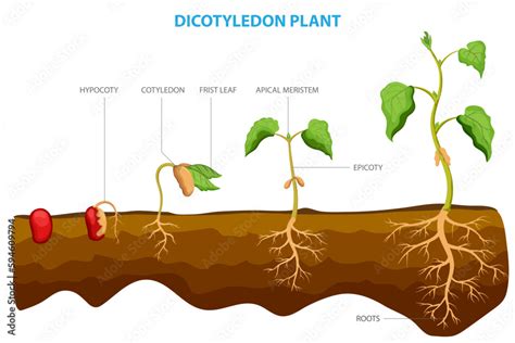 Dicotyledon plants, or dicots, are a group of flowering plants with two embryonic leaves, or ...