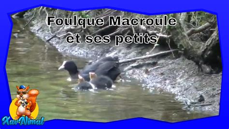 Foulque Macroule Et Ses Petits Dans L Eau Foulque Youtube