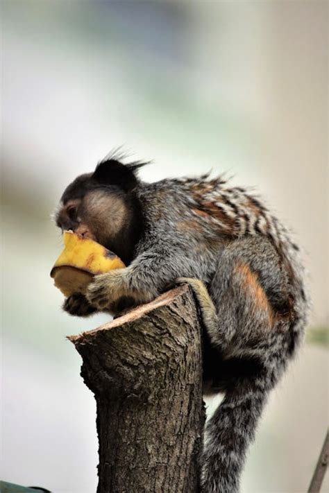 Australian Marmoset Photos, Download The BEST Free Australian Marmoset ...