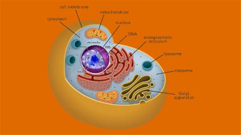 Cell Prezi By Christopher Ryan On Prezi