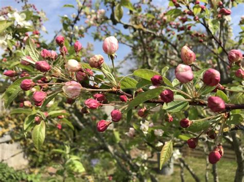 9 Reasons To Plant Flowering Trees + Lovely Species to Try