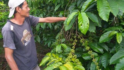 Petani Kopi Empat Lawang Semringah Sekarang Harga Tembus Rp 20 Ribu