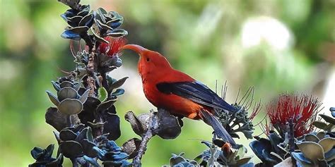 305 – Hawaiian Honeycreepers - Cable Natural History Museum