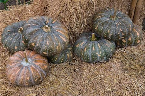 How to Plant and Grow Calabaza Squash | Gardener’s Path