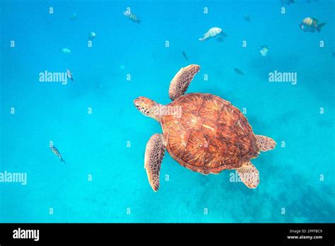 Loggerhead Turtle Swimming In The Ocean Cabo Verde Africa Stock Photo