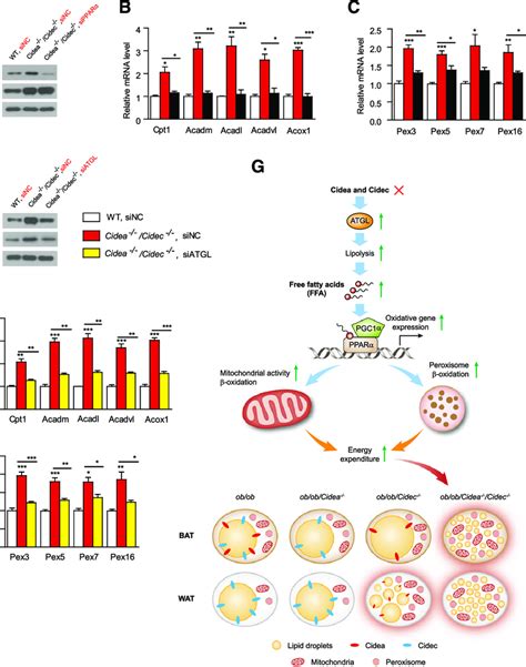 Atgl And Ppara Mediate Increased Mitochondrial And Peroxisome Pathway