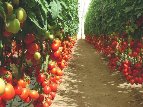 KILIMO SASA Tomato Growing Guide The Greenhouse Way