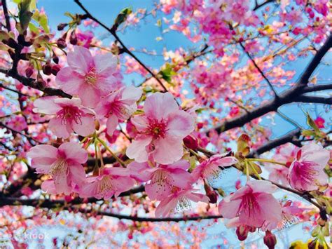 Yokohama Sankeien And Miurakaigan Cherry Blossom Festival Tour From