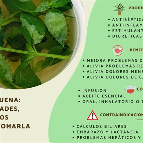 Aprovecha Los Beneficios De La Yerbabuena Bienestar C Smico