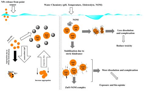 Single And Combined Toxicity Effects Of Zinc Oxide Nanoparticles