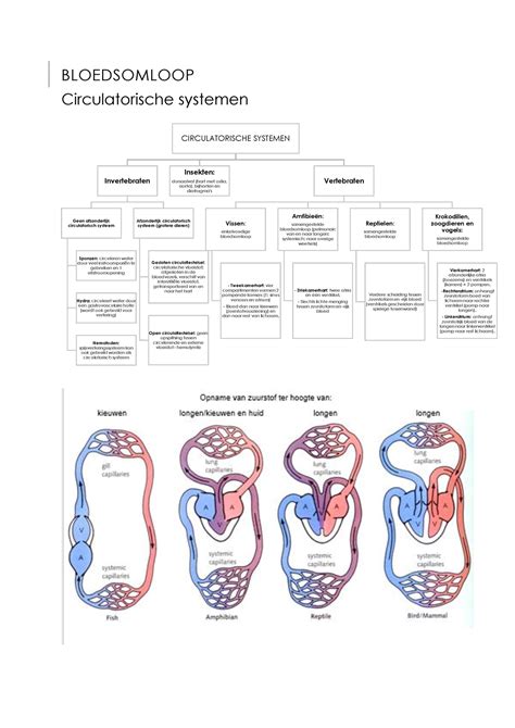 Bloedsomloop Bloedsomloop Circulatorische Systemen Circulatorische