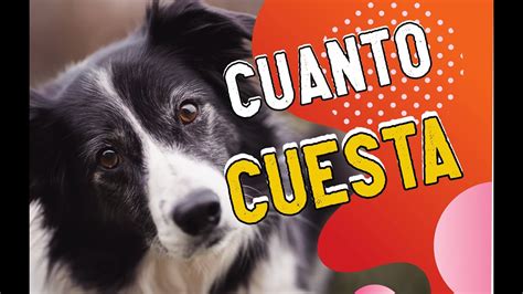 Cuánto cuesta un perro Border Collie Descubre los precios de esta