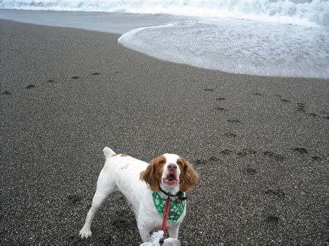 Brittany Spaniel Arthur At Bodega Bay He Loved The Ocean And His