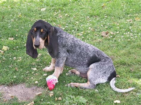 Basset Bleu de Gascogne Dog - Puppies, Rescue, Pictures, Information ...