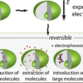 Schematic Representation Of Processes With Cells Exposed To Pulsed