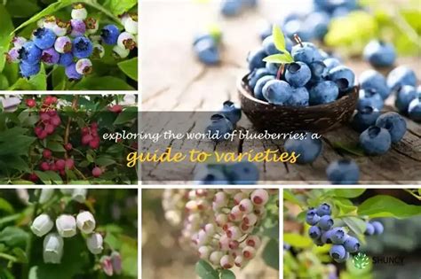 Exploring The World Of Blueberries: A Guide To Varieties | ShunCy