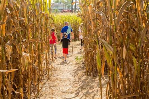 How to Make a Corn Maze | Corn maze, Hgtv garden, Rock garden design