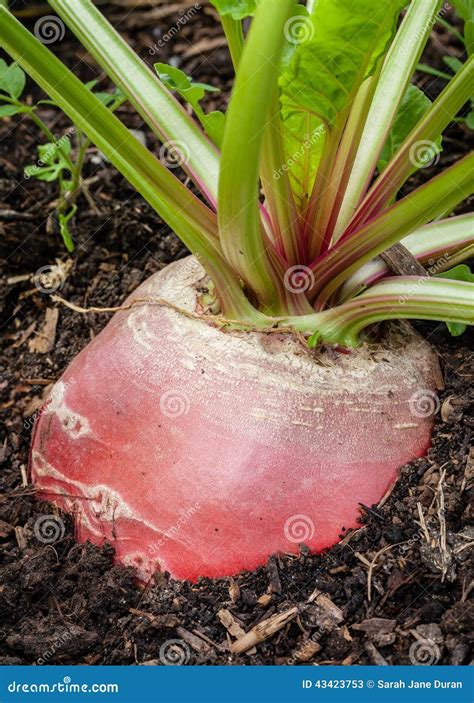 Huge Chioggia Beetroot Plant Ripe For Harvest In Garden Stock Image