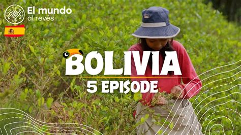 Por qué se crían cobayas en Bolivia y por qué es peligroso recoger