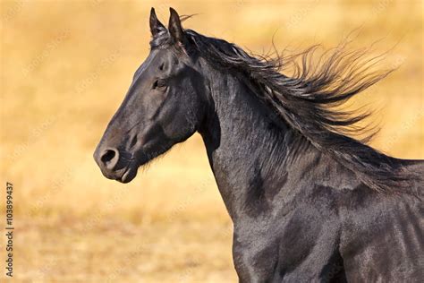 Friesian Stallion in motion close-up Stock Photo | Adobe Stock