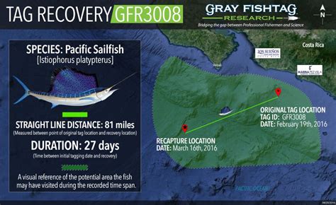 Gfr3008 Pacific Sailfish Recovery Sailfish Geography Understanding