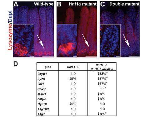 Analysis Of Paneth Cells In The Intestinal Epithelium A C