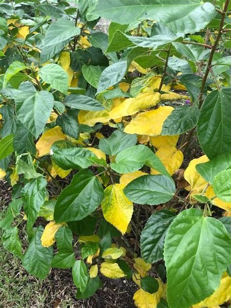 Hibiscus Leaves Turning Yellow Is This Normal Universal Landscape