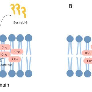 Pdf Lipid And Lipid Raft Alteration In Aging And Neurodegenerative