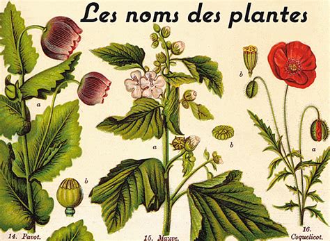 Les Noms Des Plantes Fleur De Passion