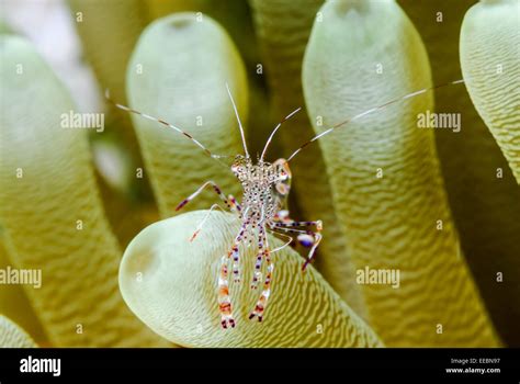 Spotted Cleaner Shrimp Periclimenes Yucatanicus Bonaire Caribbean