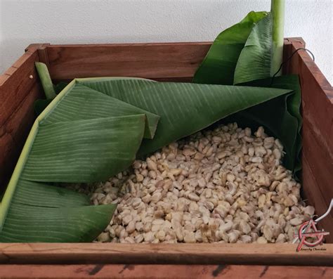 how to ferment cocoa beans at home