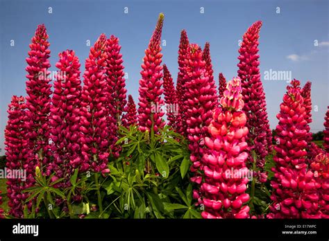 Hermosa Flor De Lupino Rojo Fotografías E Imágenes De Alta Resolución