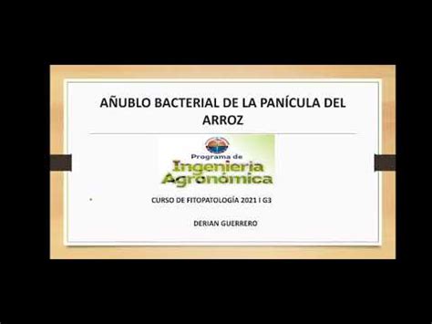 A Ublo Bacterial De La Pan Cula Del Arroz Youtube