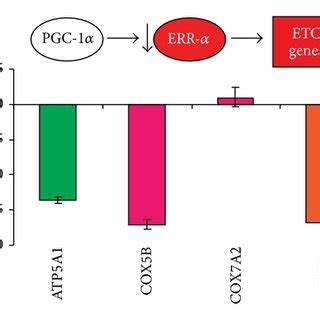 The orphan nuclear estrogen related receptor α ERRα is an early