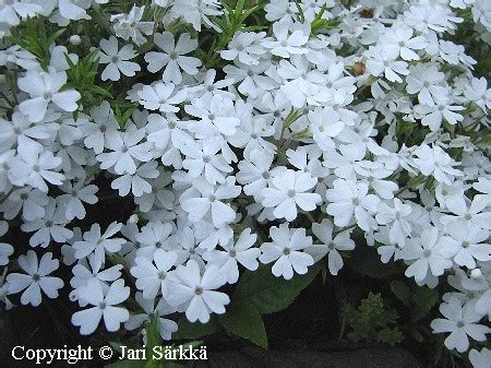 Phlox Douglasii White Admiral M T Sleimu Kuddflox