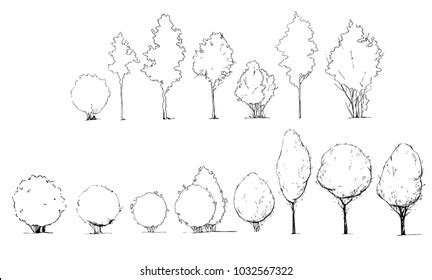 Architect Tree Drawing Shutterstock