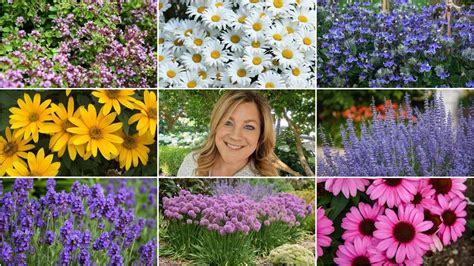 10 Perennials That Look Great In The Heat 🌸🌼🌿 Garden Answer Youtube