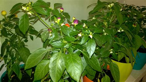 Комнатный перец "Бабье лето". | Цветы, Сад, Бабье лето