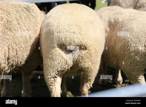 Back View Of Sheep Stock Photo Alamy