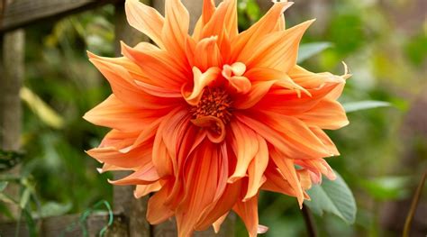 Orange Tropical Flowers Names | Best Flower Site