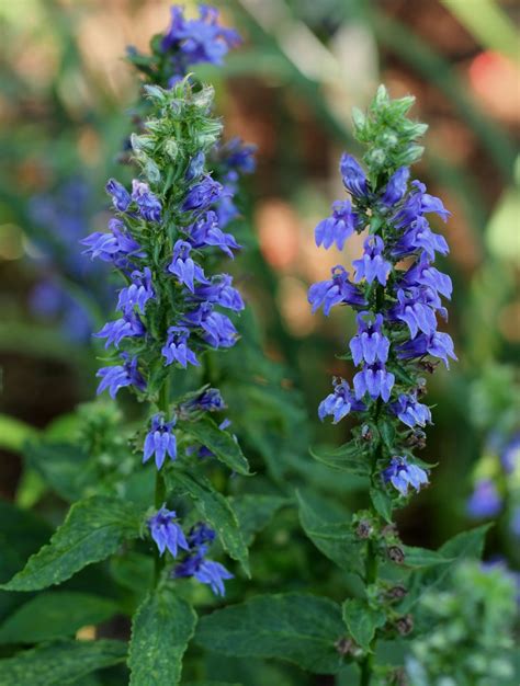 great blue lobelia - Bethel Lutheran Church