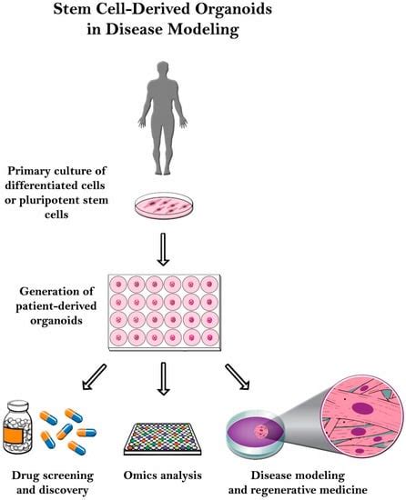 Ijms Free Full Text The Use Of Stem Cell Derived Organoids In