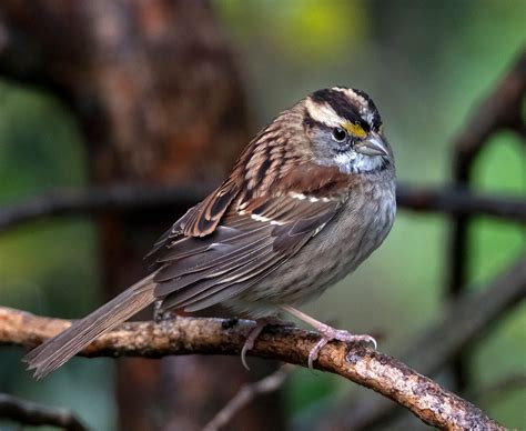 White-throated Sparrow | Audubon Field Guide