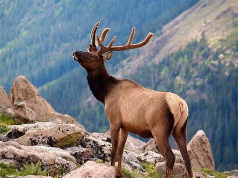 Rocky Mountain National Park Worldatlas