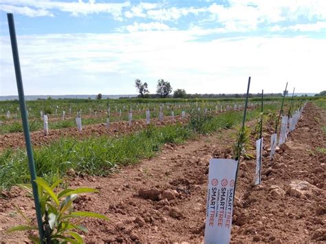 El Almendro Superintensivo En Secano Una Revoluci N Agraria